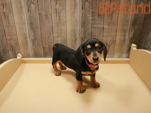 Dachshund DOG Female Black / Tan 27868 Petland Racine, Wisconsin