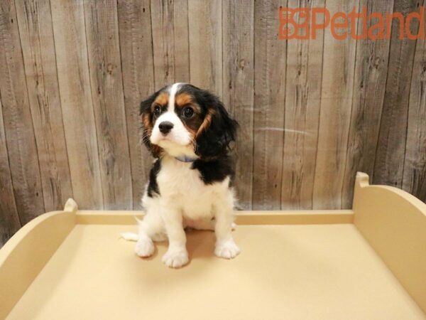 Cavalier King Charles Spaniel-DOG-Male-Tri-Colored-27869-Petland Racine, Wisconsin