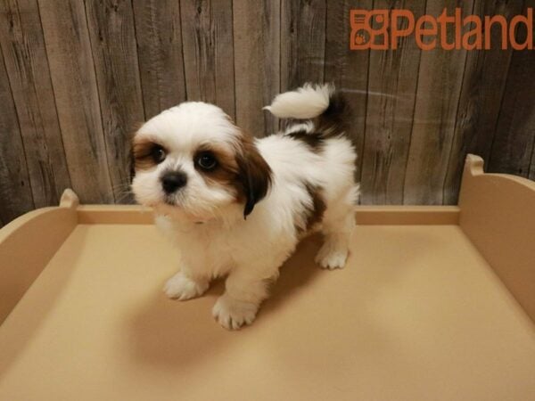 Lhasa Apso DOG Male Red / White 27867 Petland Racine, Wisconsin