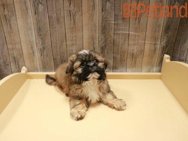 Shih Tzu DOG Male Sable 27866 Petland Racine, Wisconsin