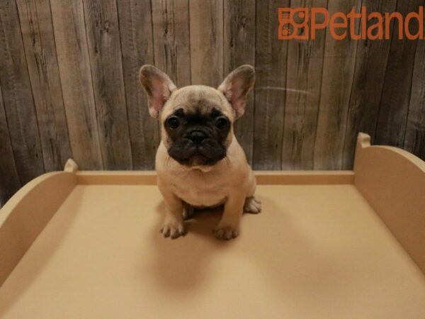 French Bulldog DOG Female Fawn 27864 Petland Racine, Wisconsin