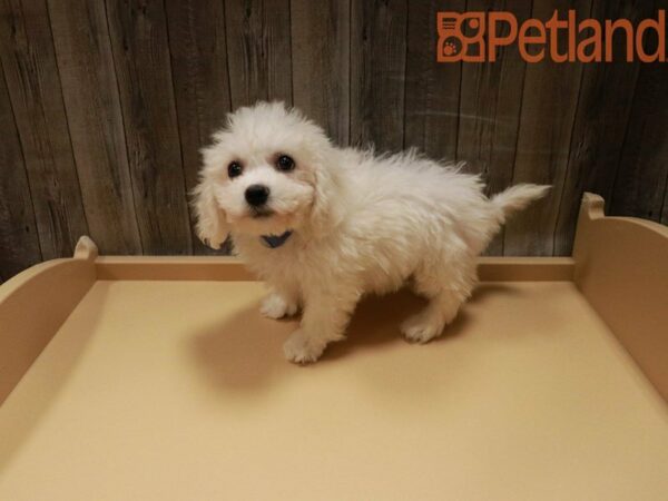 Bichon Frise DOG Male White 27863 Petland Racine, Wisconsin