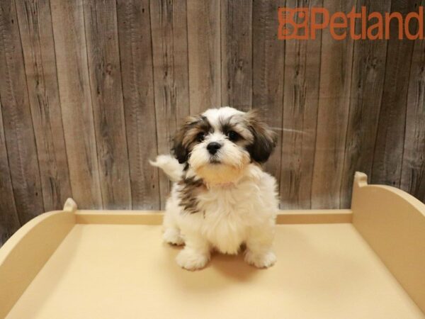 Teddy Bear DOG Female Brown / White 27862 Petland Racine, Wisconsin