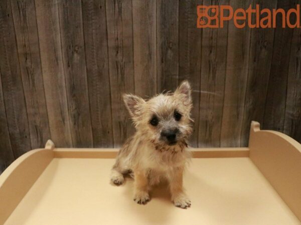 Cairn Terrier DOG Male Wheaten 27861 Petland Racine, Wisconsin