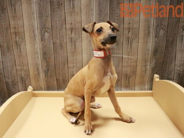 Italian Greyhound DOG Female Red Fawn 27860 Petland Racine, Wisconsin