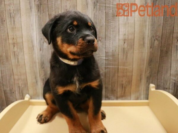 Rottweiler DOG Male Black / Tan 27859 Petland Racine, Wisconsin