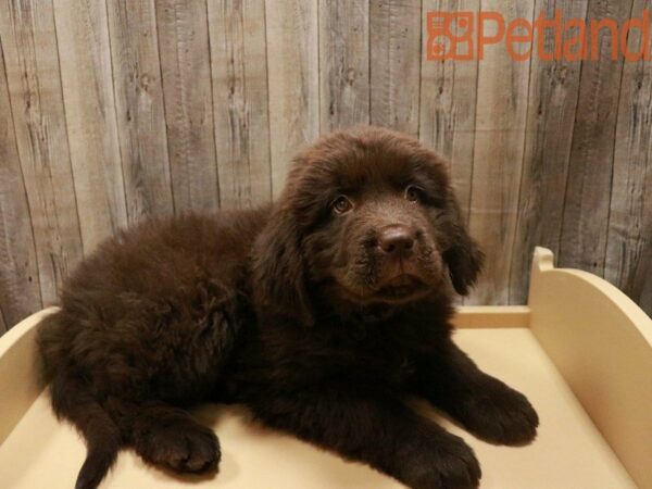 Newfoundland DOG Female BRN 27858 Petland Racine, Wisconsin