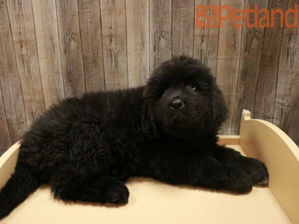 Newfoundland DOG Male BLK 27857 Petland Racine, Wisconsin