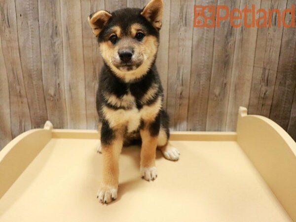 Shiba Inu DOG Female Black/Tan 27925 Petland Racine, Wisconsin