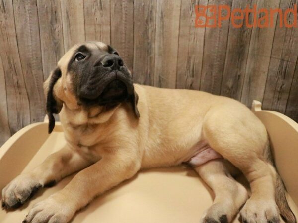 English Mastiff DOG Male Fawn 27923 Petland Racine, Wisconsin