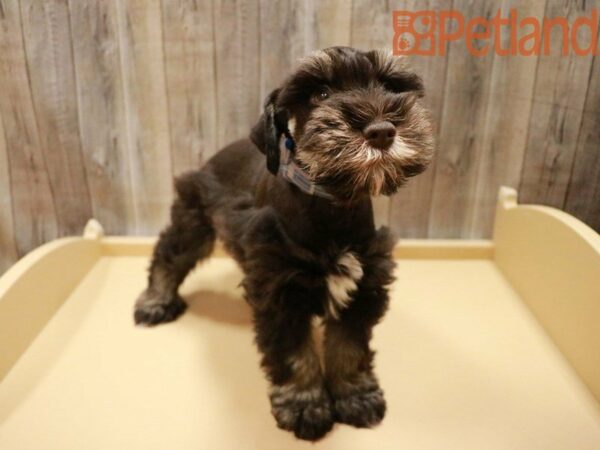 Miniature Schnauzer DOG Male Chocolate / Tan 27922 Petland Racine, Wisconsin