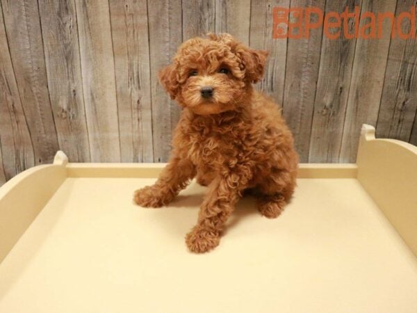 Poodle DOG Female Red 27921 Petland Racine, Wisconsin