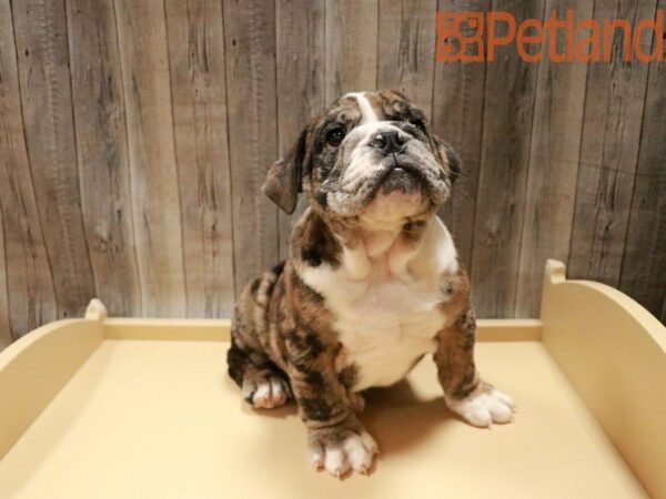 Victorian Bulldog DOG Male Black Gold / Silver 27919 Petland Racine, Wisconsin