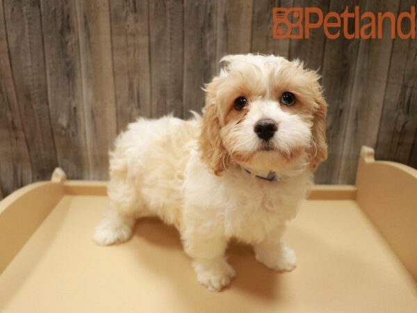 Cavapoo DOG Male Cream 27918 Petland Racine, Wisconsin