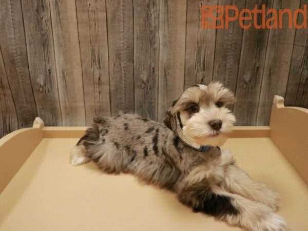 Miniature Schnauzer DOG Female Chocolate Merle 27917 Petland Racine, Wisconsin