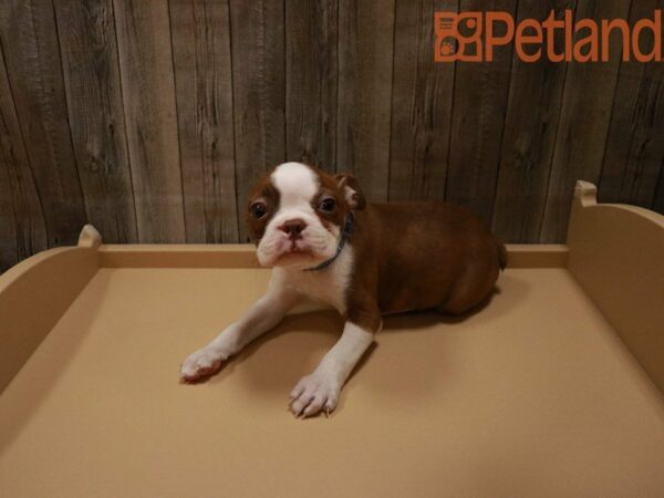 Boston Terrier DOG Male Red / White 27915 Petland Racine, Wisconsin