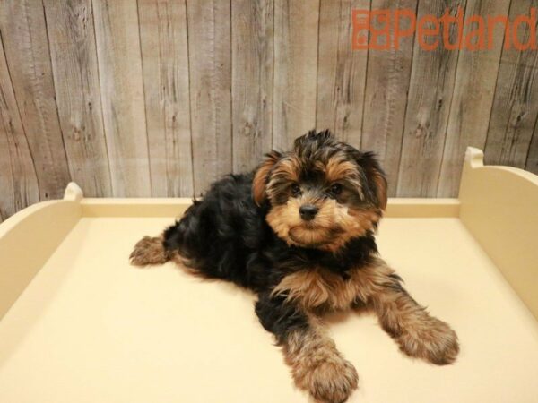 Yorkshire Terrier DOG Male Black / Tan 27914 Petland Racine, Wisconsin