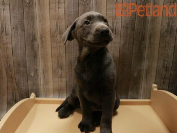 Labrador Retriever DOG Male Charcoal 27913 Petland Racine, Wisconsin