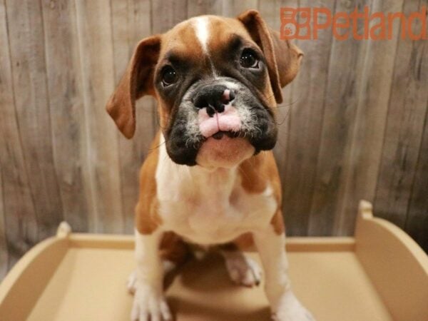 Boxer DOG Male Mahogany 27912 Petland Racine, Wisconsin