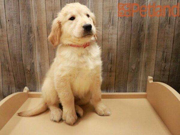 Golden Retriever DOG Female Cream 27911 Petland Racine, Wisconsin