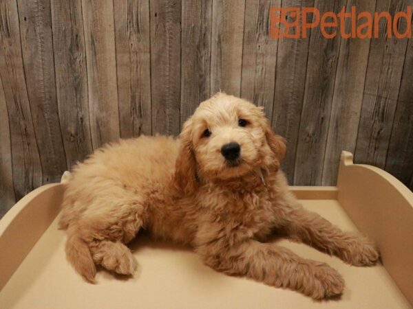 Goldendoodle Mini DOG Male Golden 27909 Petland Racine, Wisconsin