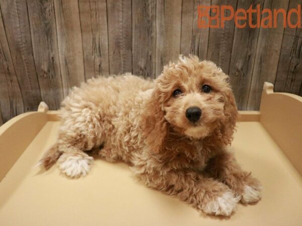 Goldendoodle Mini 2nd Gen DOG Female Light Golden 27908 Petland Racine, Wisconsin