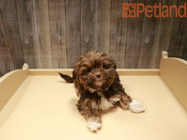 Shih Tzu/Havanese DOG Female Cream / White 27906 Petland Racine, Wisconsin