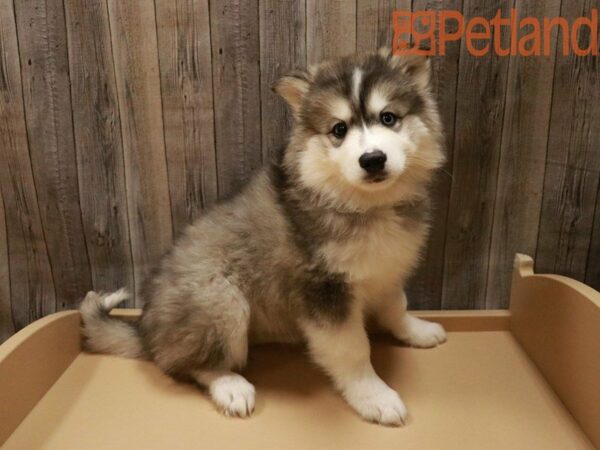 Siberian Husky/American Eskimo DOG Female Black / White 27905 Petland Racine, Wisconsin