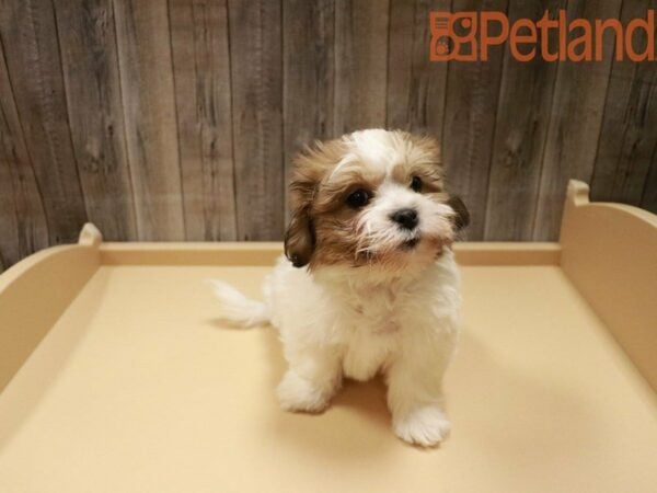 Shih Tzu/Bichon Frise DOG Female Sable / White 27904 Petland Racine, Wisconsin