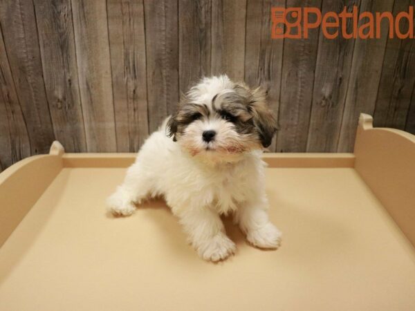 Shih Tzu/Bichon Frise DOG Male White / Sable 27903 Petland Racine, Wisconsin