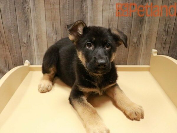 German Shepherd Dog DOG Male Black / Tan 27902 Petland Racine, Wisconsin