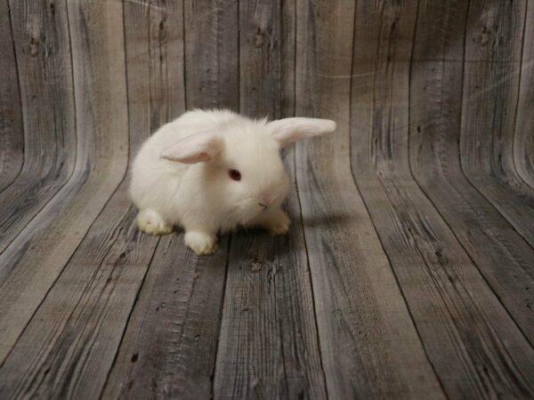 Holland Lop/Lionhead RABBIT Female 27900 Petland Racine, Wisconsin