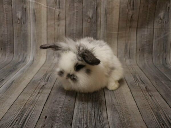 Holland Lop/Lionhead-RABBIT-Male--27901-Petland Racine, Wisconsin