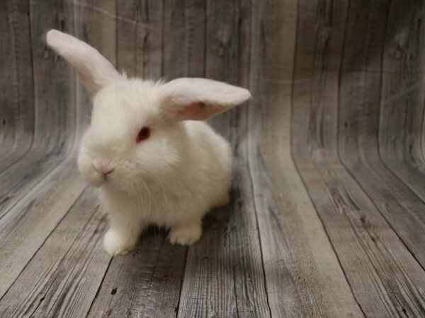 Holland Lop/Lionhead RABBIT Female 27898 Petland Racine, Wisconsin