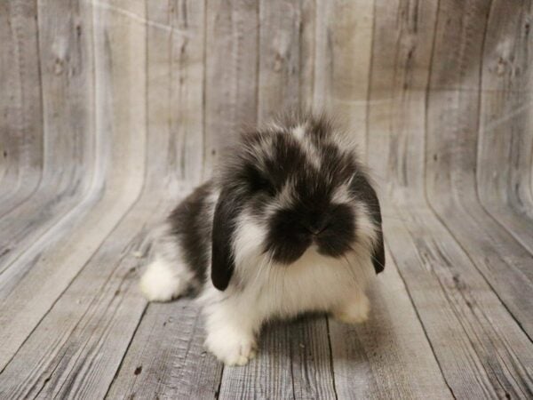 Holland Lop/Lionhead RABBIT Female 27896 Petland Racine, Wisconsin