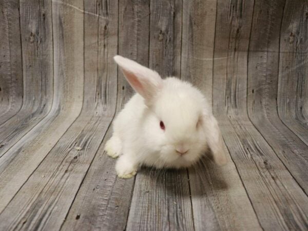 Holland Lop/Lionhead-RABBIT-Male--27899-Petland Racine, Wisconsin