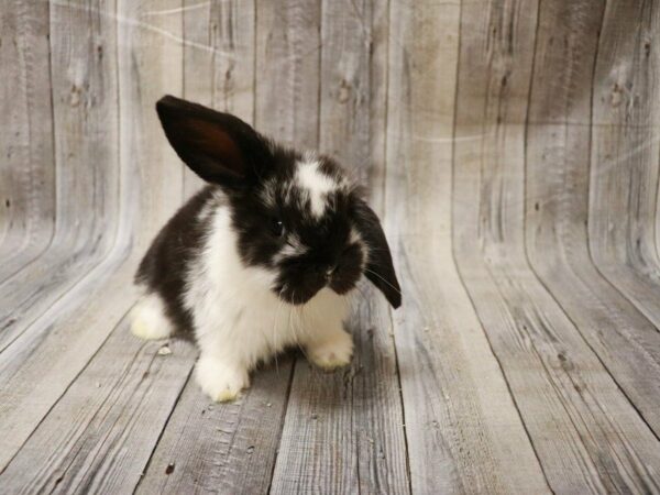 Holland Lop/Lionhead RABBIT Male 27897 Petland Racine, Wisconsin