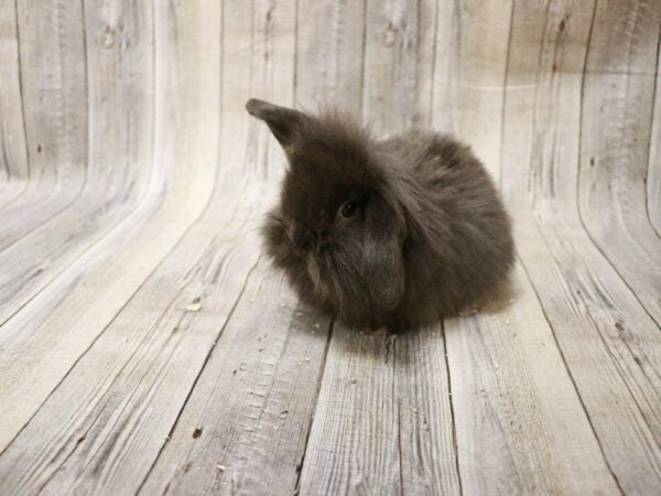 Holland Lop/Lionhead RABBIT Male 27895 Petland Racine, Wisconsin