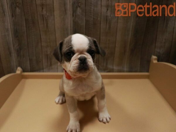 Pug DOG Female Fawn / White 27938 Petland Racine, Wisconsin