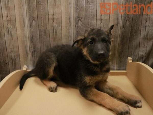 German Shepherd-DOG-Female-Black/Tan-27969-Petland Racine, Wisconsin