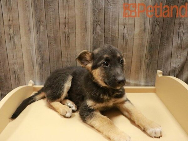 German Shepherd DOG Female Black/Tan 27970 Petland Racine, Wisconsin