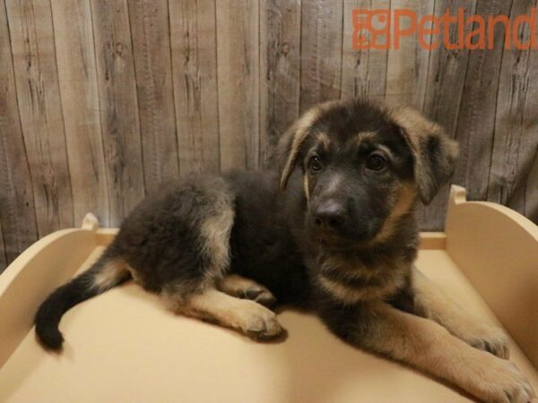 German Shepherd-DOG-Male-Black/Tan-27968-Petland Racine, Wisconsin