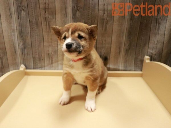 Shiba Inu DOG Male Red/White 27967 Petland Racine, Wisconsin