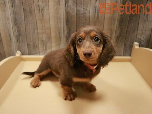 Dachshund DOG Male Chocolate 27962 Petland Racine, Wisconsin