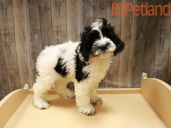 Cock A Poo DOG Female Black / White 27961 Petland Racine, Wisconsin