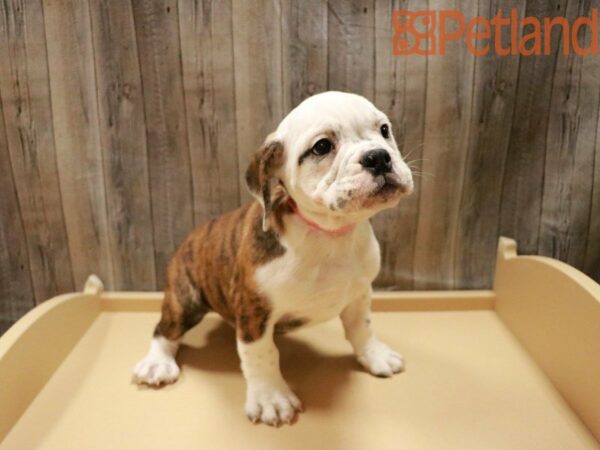 Bulldog DOG Male Brindle 27958 Petland Racine, Wisconsin