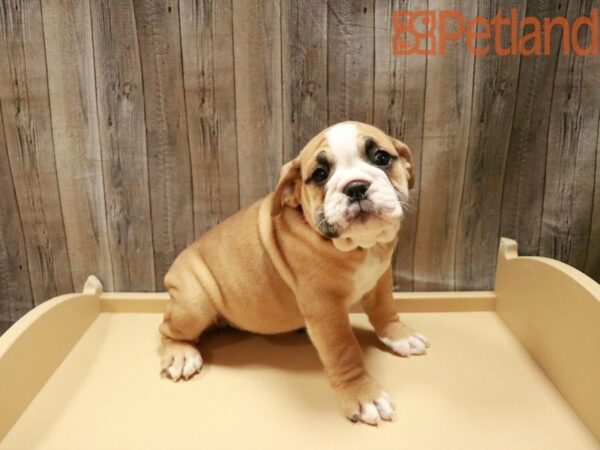 Bulldog DOG Female Red / White 27957 Petland Racine, Wisconsin