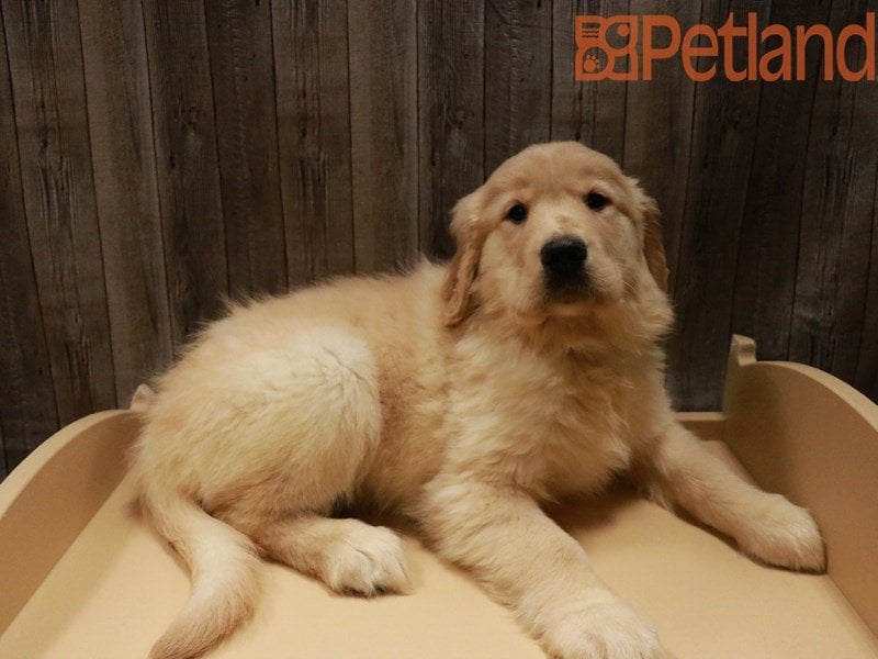 Golden Retriever Puppy Dark Golden ID:27954 Located at Petland