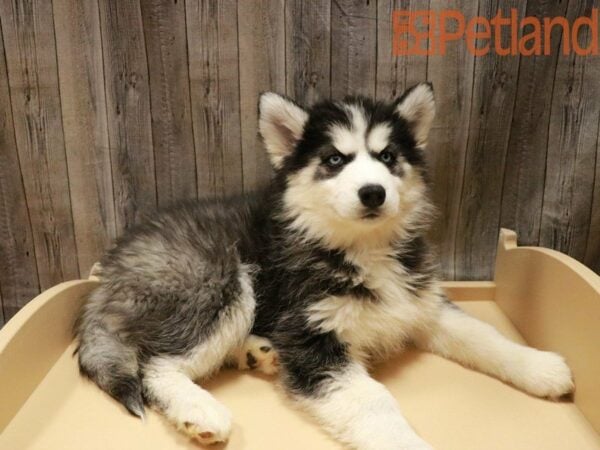 Siberian Husky DOG Female Black / White 27953 Petland Racine, Wisconsin