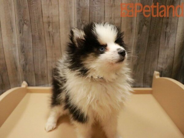 Pomsky 2nd Gen DOG Male Black / White 27951 Petland Racine, Wisconsin